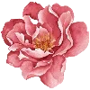 🌺