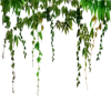🌿