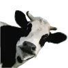 🐄
