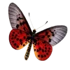 🦋