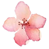🌸