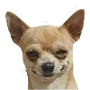 🐕