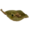 🍃