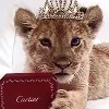🦁