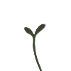 🌱