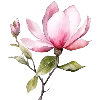 🌷