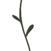 🌱