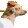 🐕