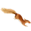 🐿