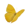 💛