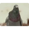 🕊