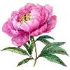 🌺