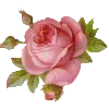 🌺