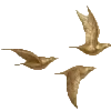 🐦