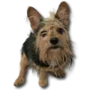 🐶
