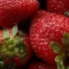 🍓