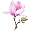🌷