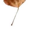 🍁