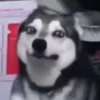 🐶