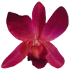 🌺