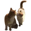 🤎