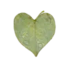 🌱