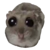 🐹