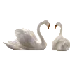 🦢