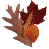 🍁