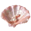 🐚