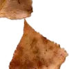 🍁
