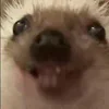 🦔