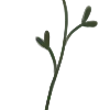 🌱