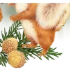 🐿