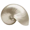 🐚