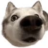 🐶