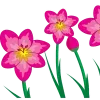 🌸