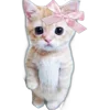 🐈