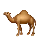 🐪