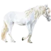 🐴