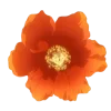 🌺