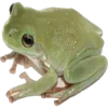 🐸