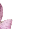🌺