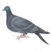 🕊