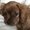 🐶