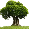 🌳