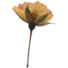 🌼