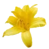 💛