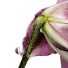 🌺
