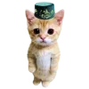 😽